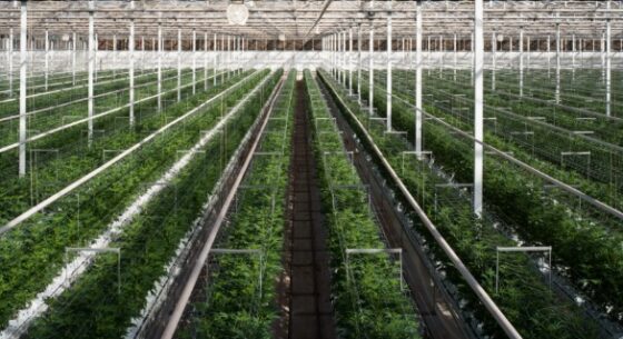 Cannabis Cultivation Grow Medical Marijuana
